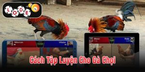 Cách tập luyện cho gà chọi