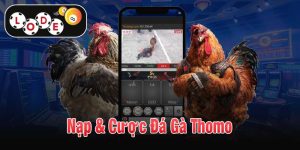 Nạp & Cược Đá Gà Thomo