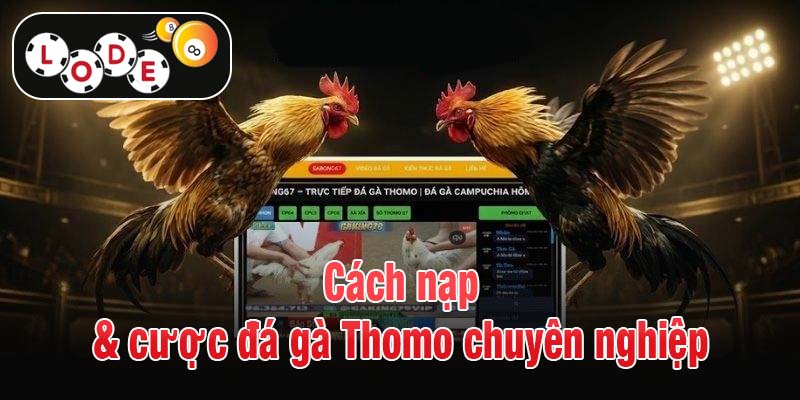 Cách nạp & cược đá gà Thomo chuyên nghiệp